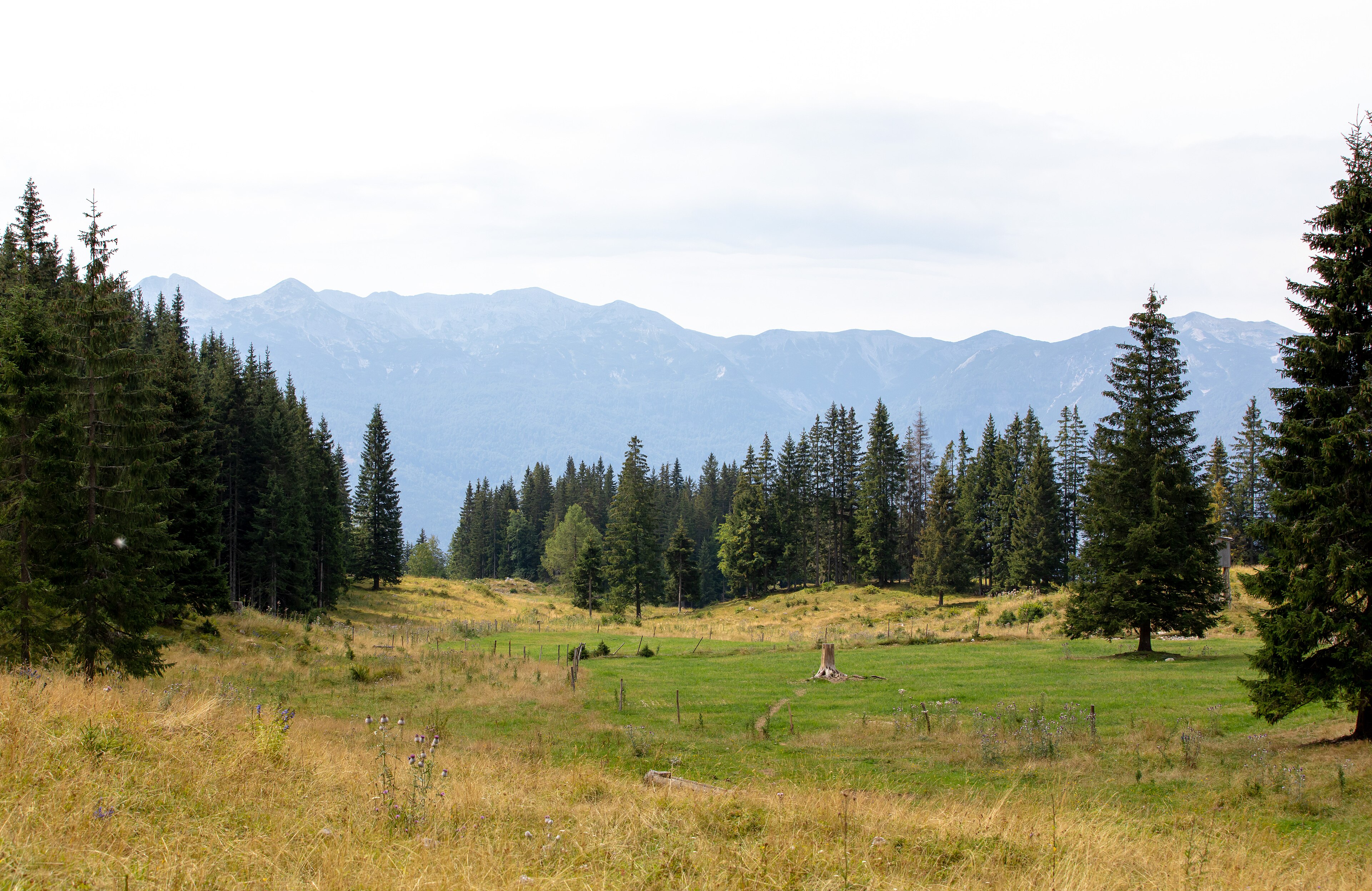 Pokljuka — Alpine village in Slovenia