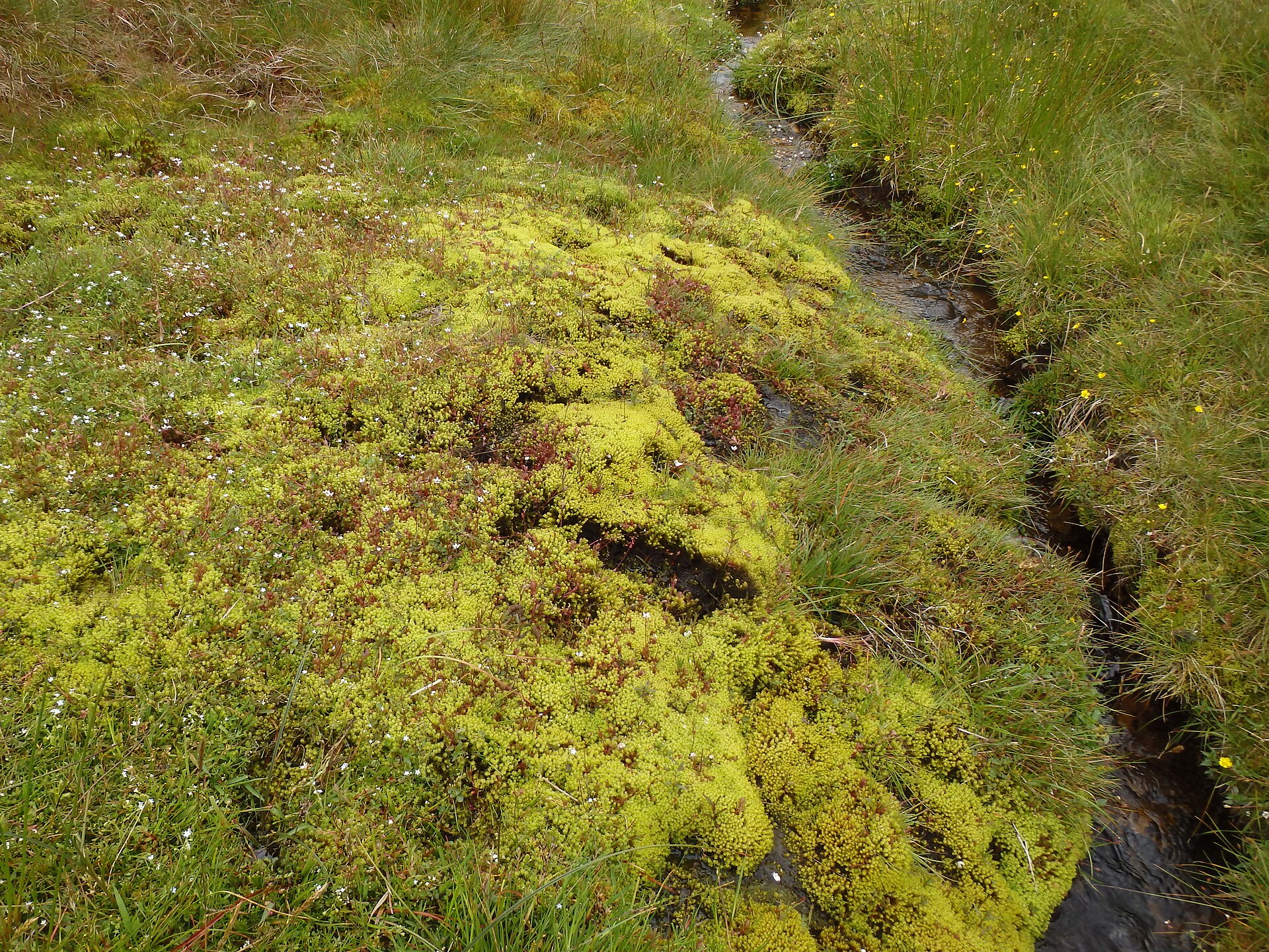 Yad Moss, mountain village in United Kingdom