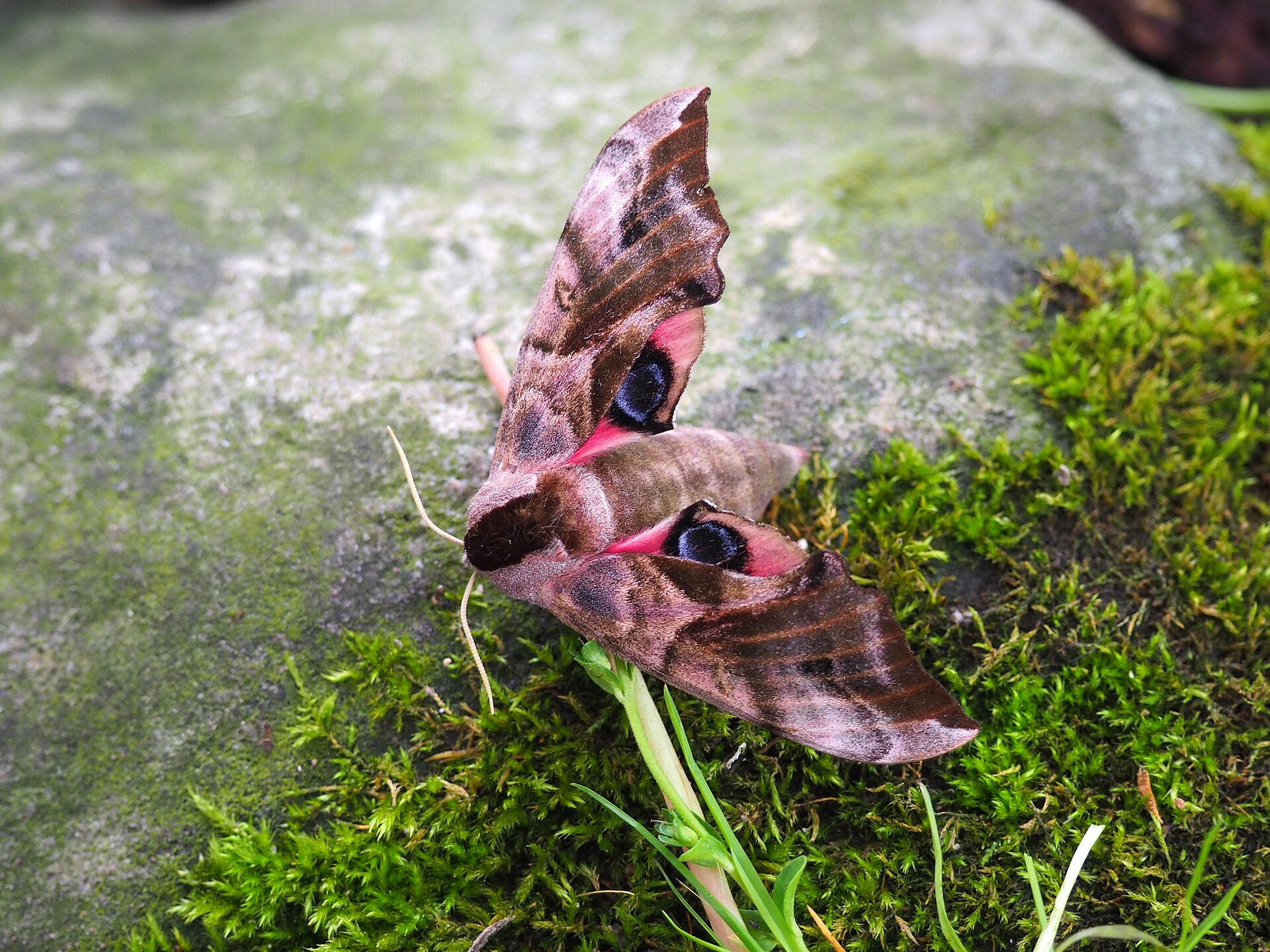 Nylendlia skianlegg, mountain village in Norway