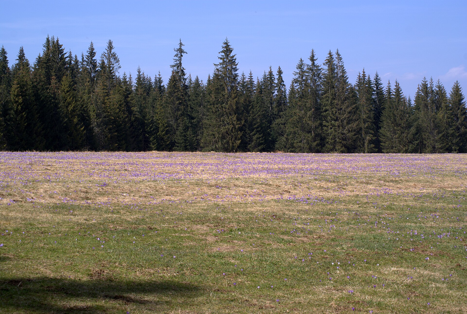 Bialy Potok — Alpine village in Poland