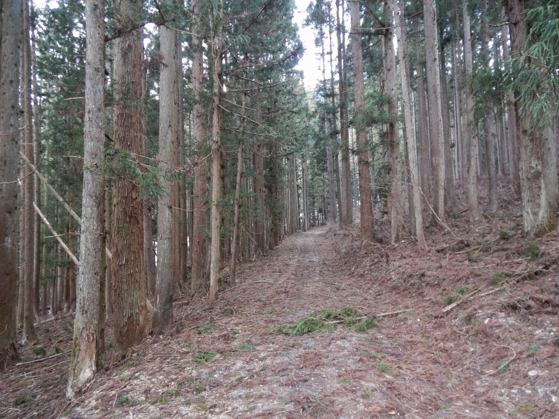 白馬さのさか, Hakuba Sanosaka Snow Resort ski area