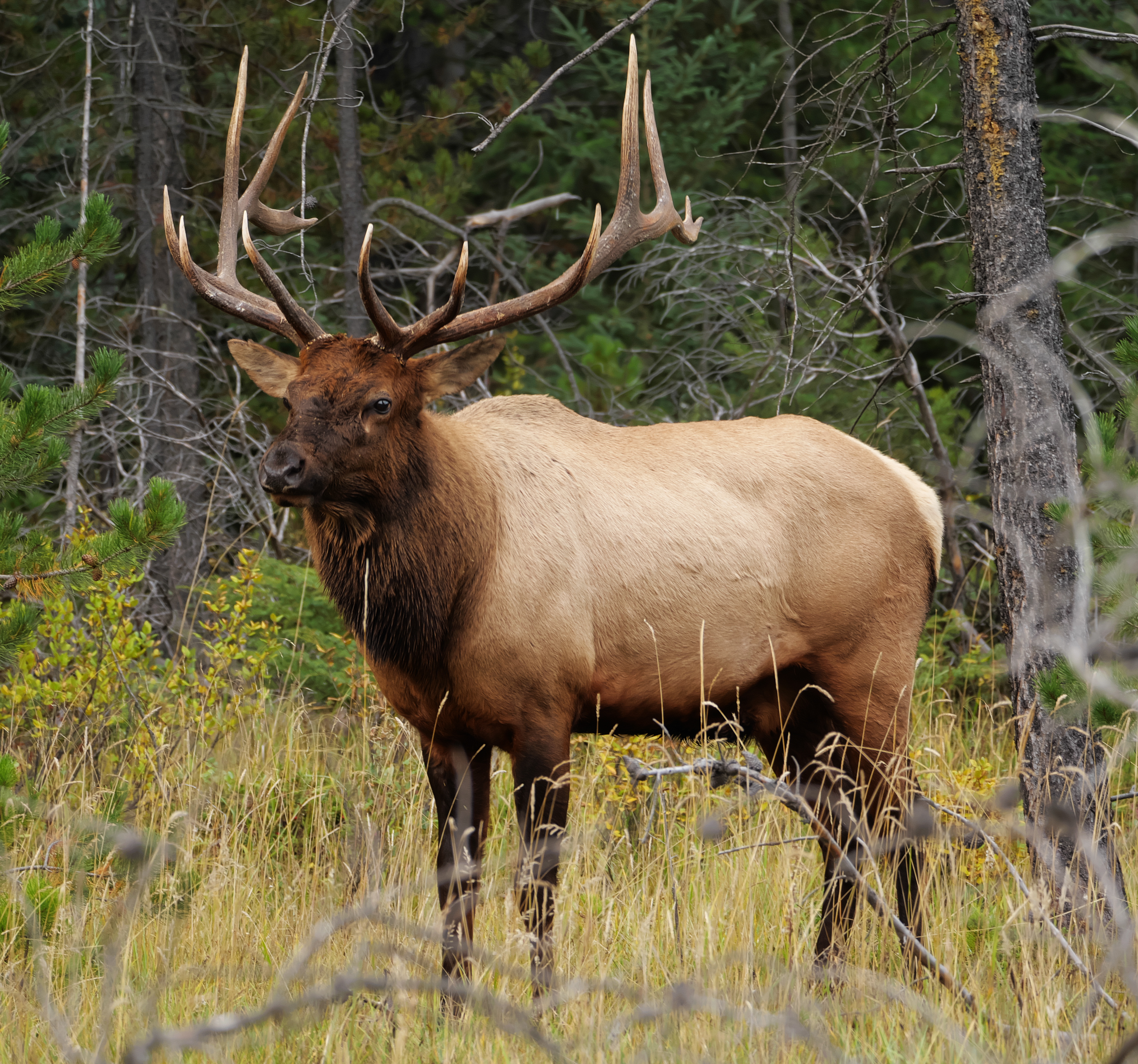 Wapiti — Alpine village in Canada